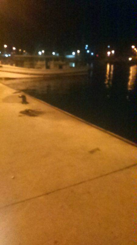 サビキ釣りでイワシ、子アジ狙い