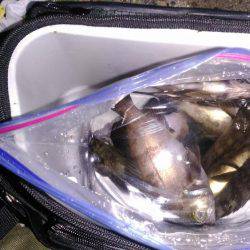 コンビナート湾内メバリング