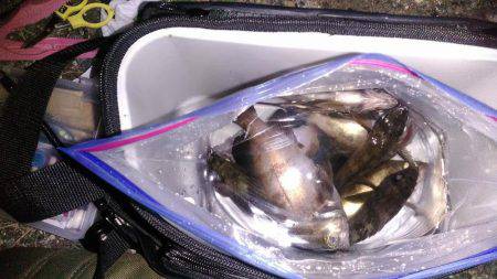 コンビナート湾内メバリング