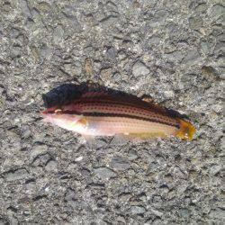 ノンビリちょい投げ