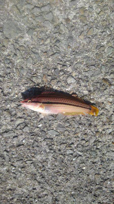 ノンビリちょい投げ