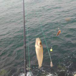ちょい投げキス釣り