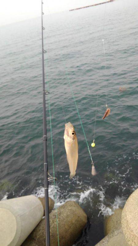 ちょい投げキス釣り
