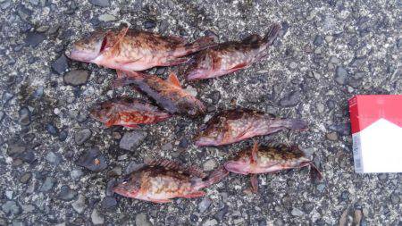 見たことのない魚