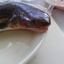 ファミリーフィッシング