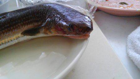 ファミリーフィッシング