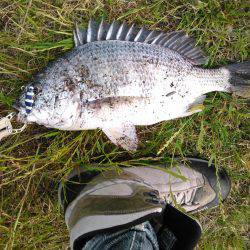 朝マズメ　ジギング