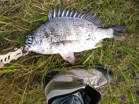 朝マズメ　ジギング