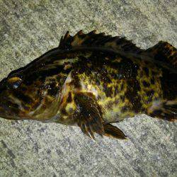 海も春爆か？（笑）