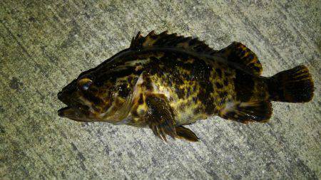 海も春爆か？（笑）