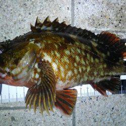 型も数もイイ感じでした！