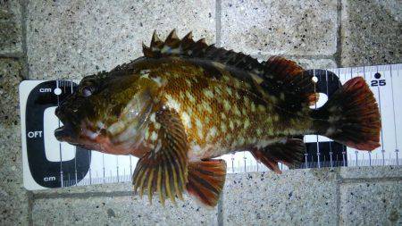 型も数もイイ感じでした！