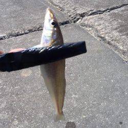 初めてのキス釣り