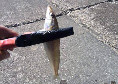 初めてのキス釣り