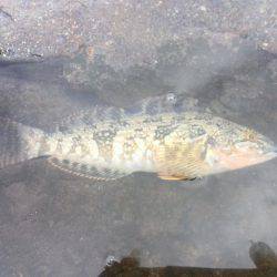 雨上がりキス釣り