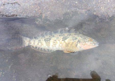 雨上がりキス釣り
