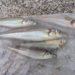 真昼のキス釣り