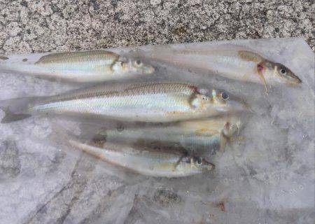 真昼のキス釣り