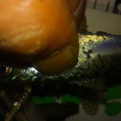 メバリング&アジング