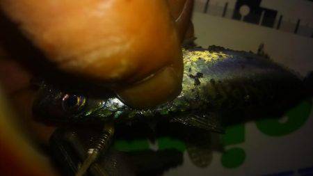 メバリング&アジング