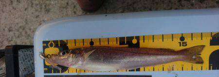 いてくれました。