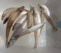 またまた、キス狙い。