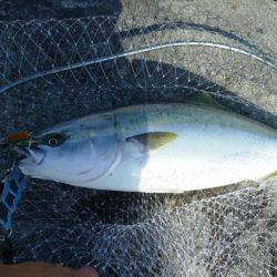 ブリじゃなくてメジロ