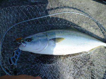 ブリじゃなくてメジロ