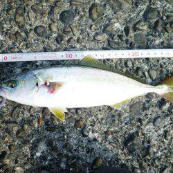 ツバス狩り　イマイチ