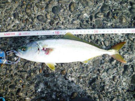 ツバス狩り　イマイチ