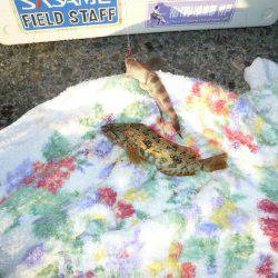 淡路のキスが釣れ始めました