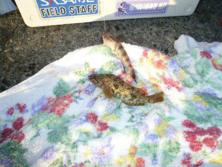 淡路のキスが釣れ始めました