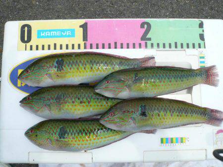 シーズン初の境水道釣行