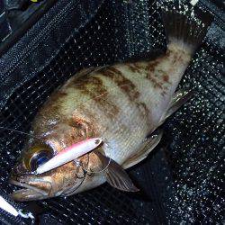 メバル終盤の追い込み!