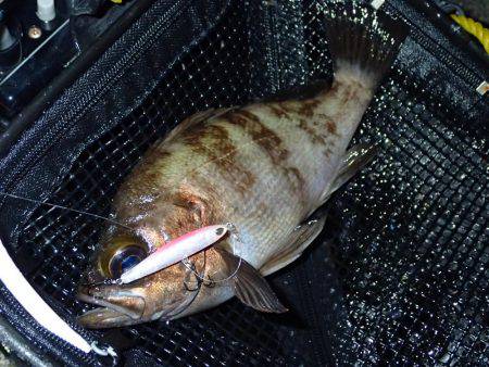 メバル終盤の追い込み！