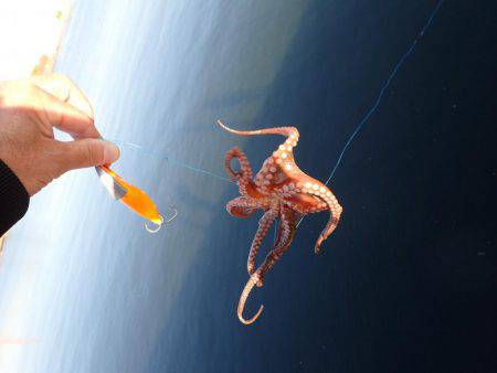 五目タコエギＤＥタコ♪