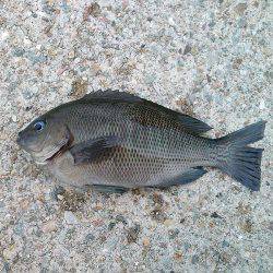 癒しの五目釣り