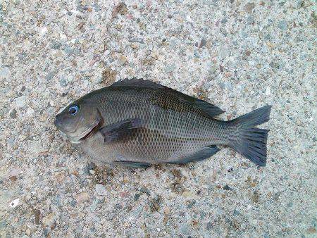 癒しの五目釣り