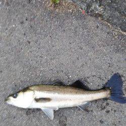 湾奥朝練　ボイル打ち