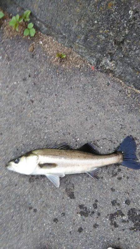 湾奥朝練　ボイル打ち