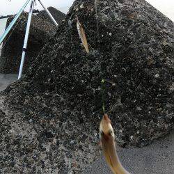 ちょい投げでキス狙い