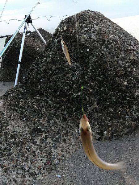 ちょい投げでキス狙い