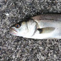 湾奥シーバス活性高し