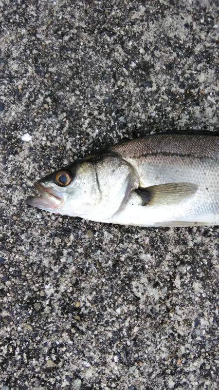 湾奥シーバス活性高し