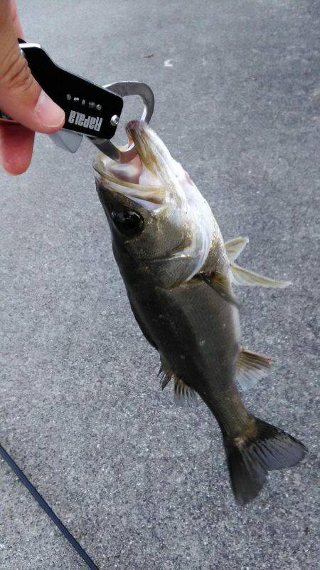 シーバス朝練釣行