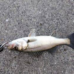 神戸湾奥シーバス朝練