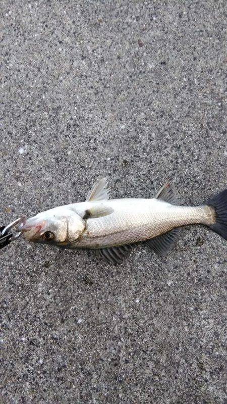 神戸湾奥シーバス朝練