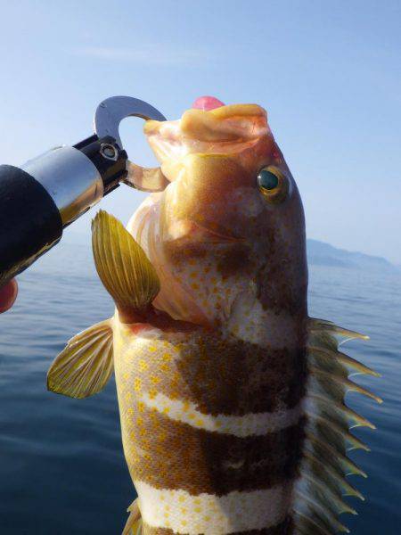 ジギング等いろいろ