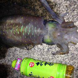 焼津　ふぃしゅーな　アオリイカ好調　その他の魚も好調