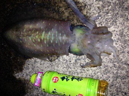 焼津　ふぃしゅーな　アオリイカ好調　その他の魚も好調